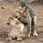 Male Lion Mating