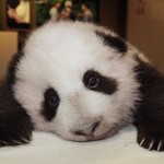 Sad panda