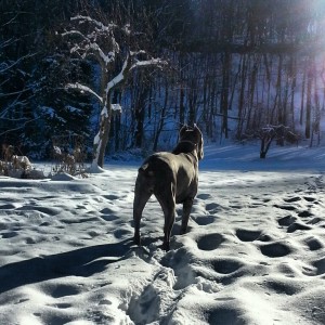 Cane Corso